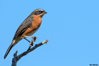 SIETEVESTIDOS (Poospiza nigrorufa) - Punta Espinillo - MONTEVIDEO (Abril 2025)